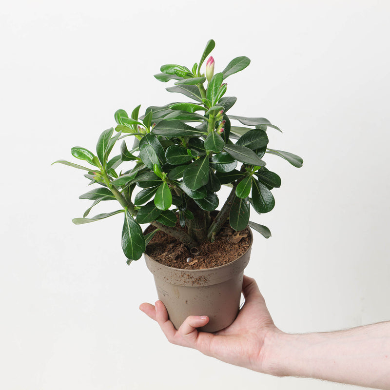 Adenium Obesum 'Anouk Red' Plants GrowTropicals