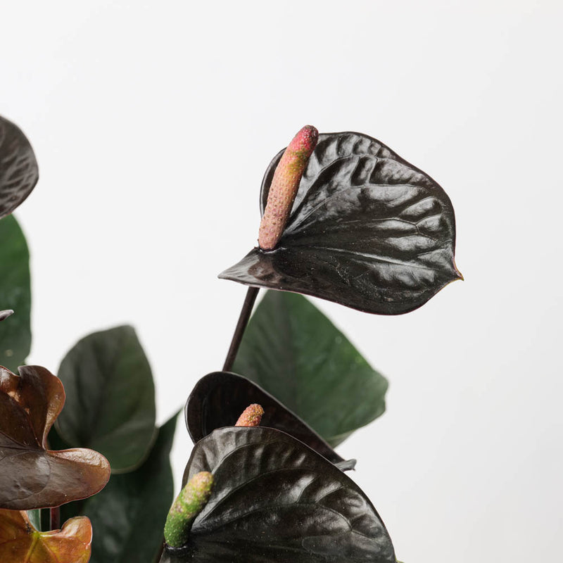 Anthurium andraeanum x 'Black Love' Plants GrowTropicals