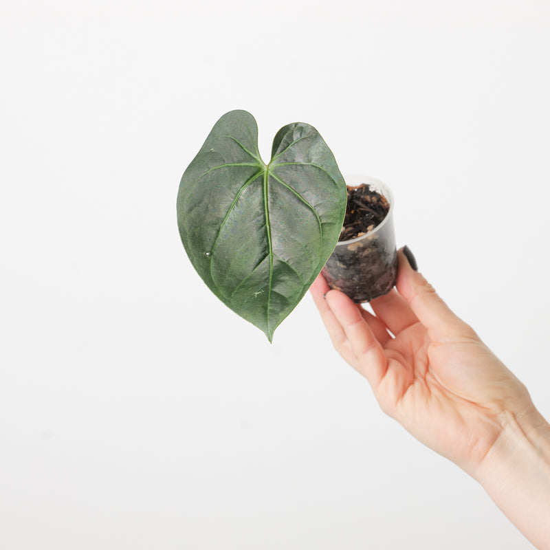 Anthurium sp. 'Bronze' Plants GrowTropicals
