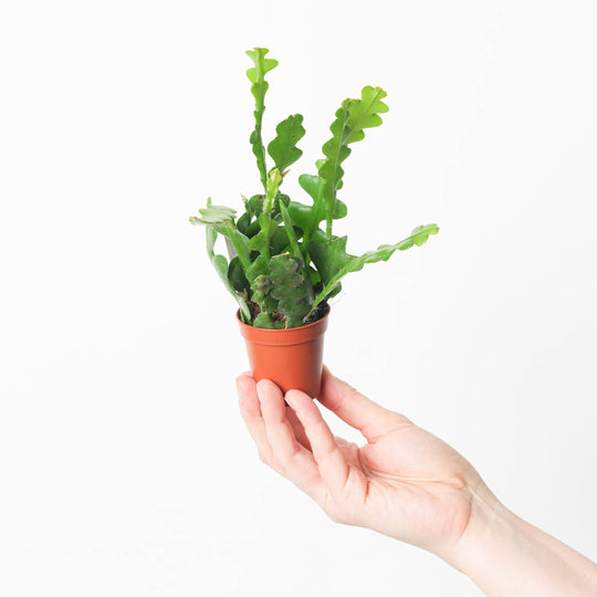 Selenicereus anthonyanus | Zig Zag Cactus 5cm Plants GrowTropicals