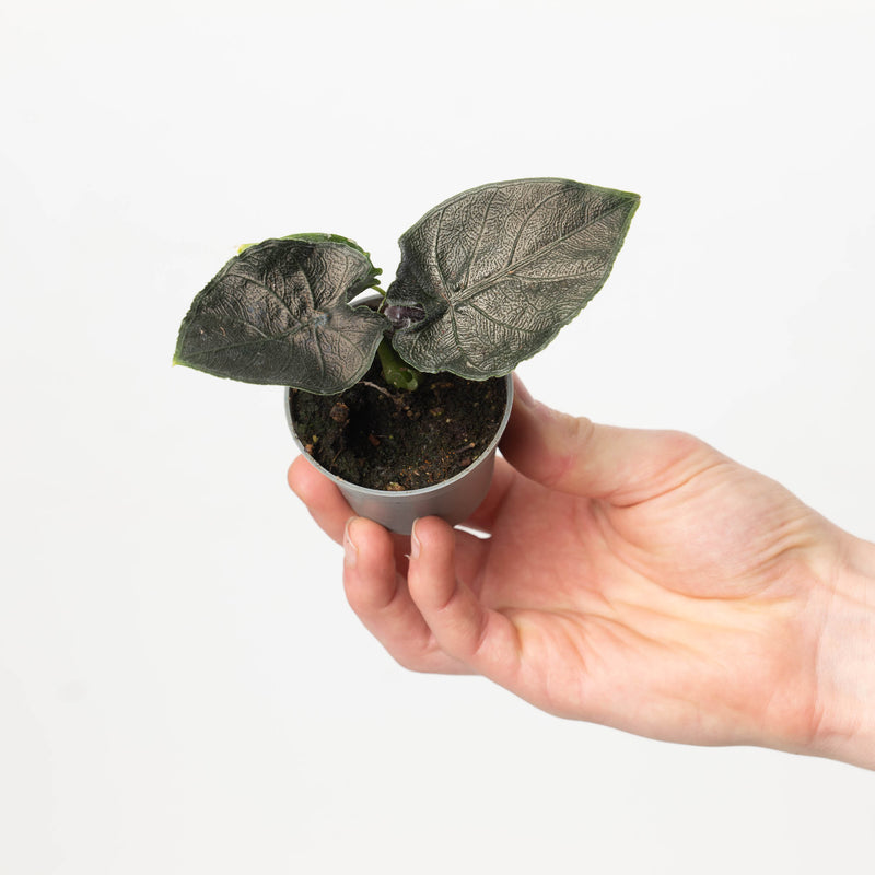 Alocasia Chienlii 'Antoro Velvet' — 6cm