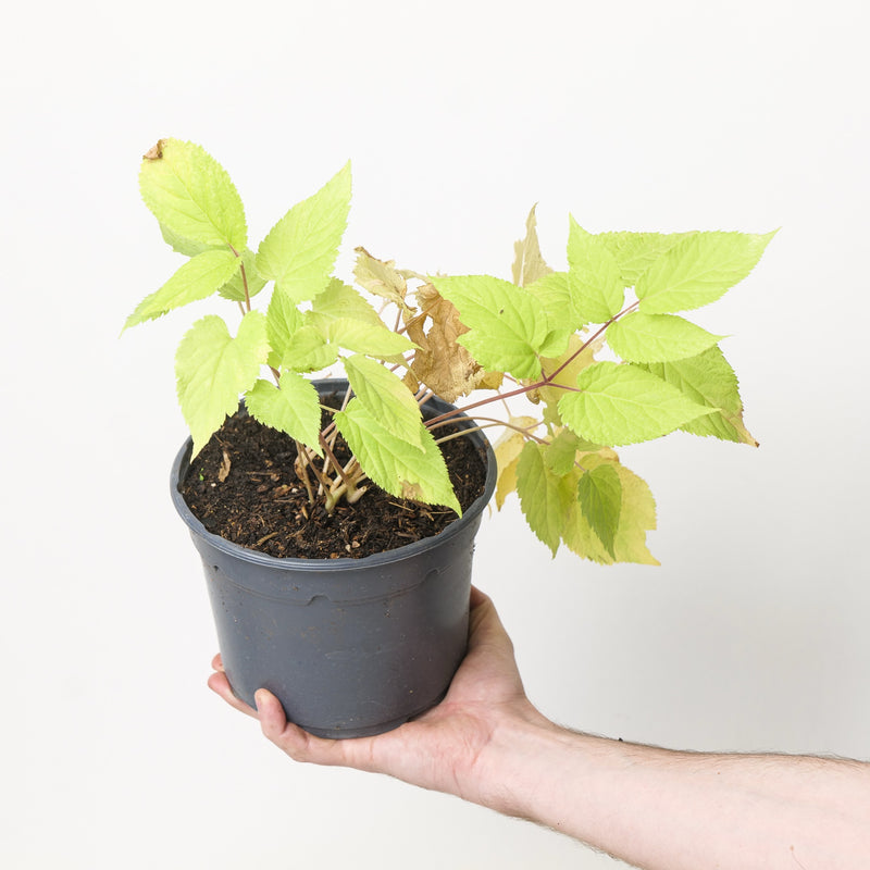 Aralia cordata 'Sun King' Plants - Outdoor GROW TROPICALS