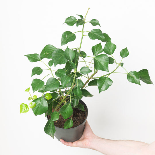 Hedera helix 'Arborescens' Plants - Outdoor GROW TROPICALS