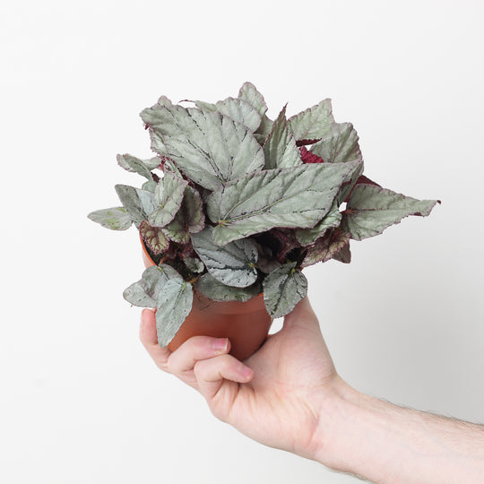Begonia Arctic Breeze Plants GrowTropicals