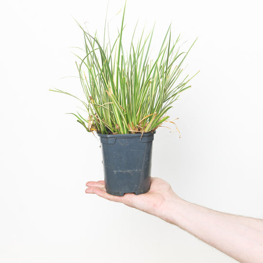 Acorus calamus 'Argenteostriatus' 13cm / 1L Plants - Outdoor GROW TROPICALS