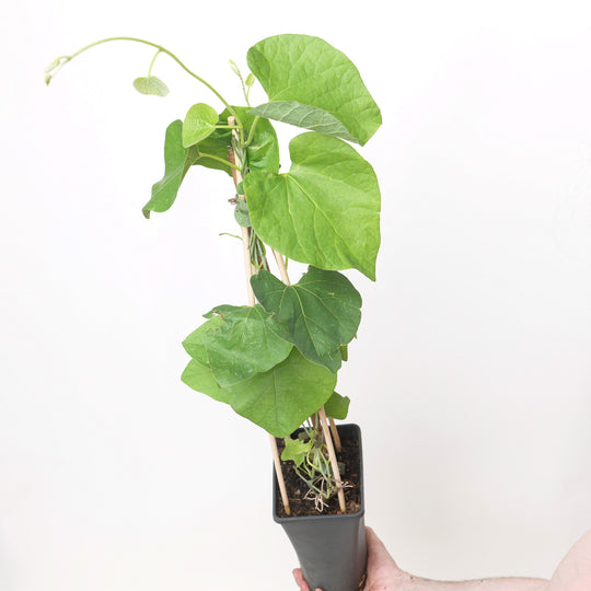 Aristolochia macrophylla Plants - Outdoor GROW TROPICALS
