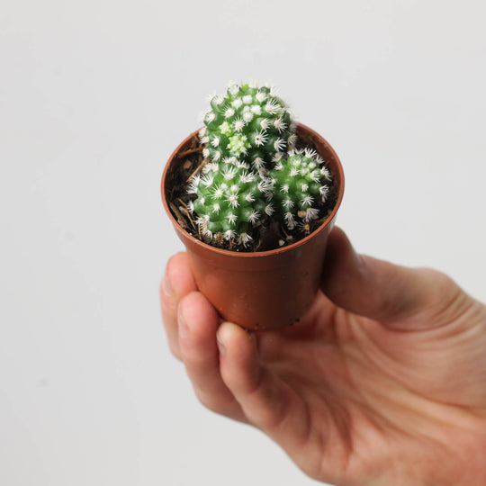 Mammillaria vetula subsp. gracilis 'Arizona Snowcap' Plants GrowTropicals