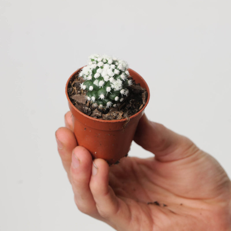 Mammillaria gracilis cv. oruga Plants GrowTropicals