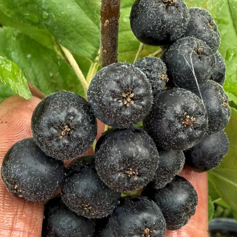 Aronia × prunifolia 'Viking' Plants - Outdoor GROW TROPICALS