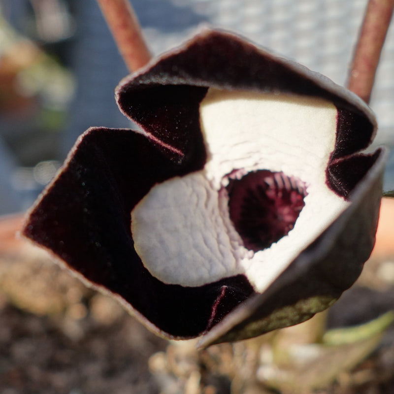 Asarum maximum Plants - Outdoor GROW TROPICALS