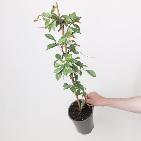 Trachelospermum asiaticum 'Star of Milano' 17cm / 2L Plants - Outdoor GROW TROPICALS