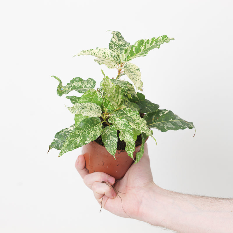 Ficus aspera 'Snowstorm' Plants GrowTropicals