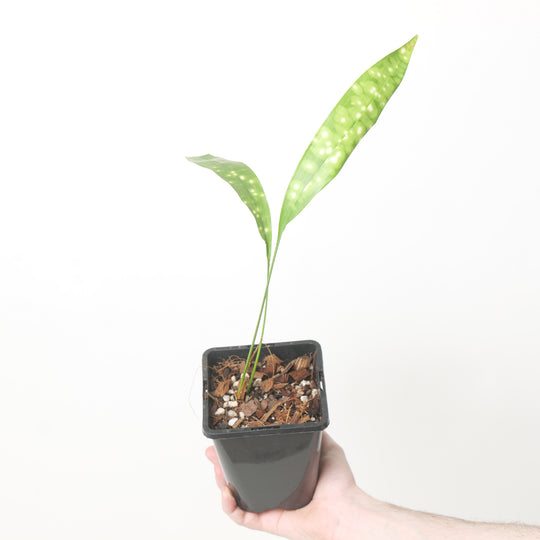 Aspidistra sichuanensis 'Kinboshi' Plants GrowTropicals