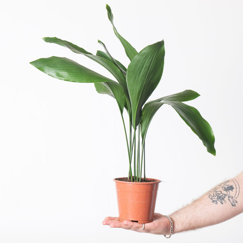 Beginner Friendly Bundle Plant Bundle GrowTropicals