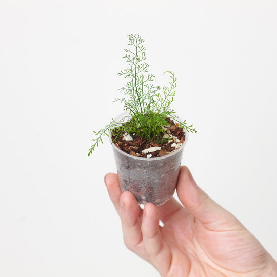 Asplenium aff. fragrans Plants GrowTropicals