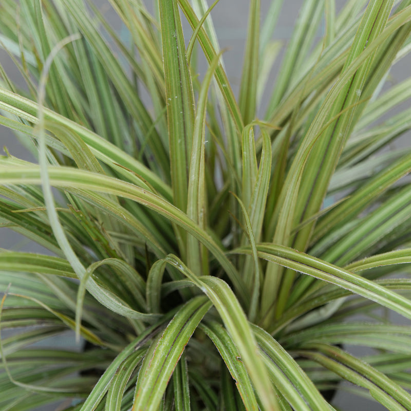 Astelia nervosa 'Westland' Plants - Outdoor GROW TROPICALS