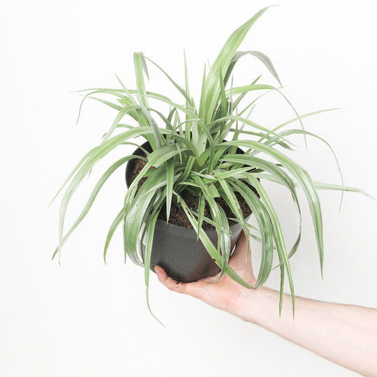 Astelia chathamica Silver Spear Plants - Outdoor GROW TROPICALS