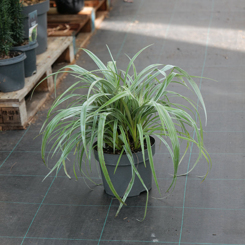 Astelia 'Silver Shadow' 23cm / 5L Plants - Outdoor GROW TROPICALS