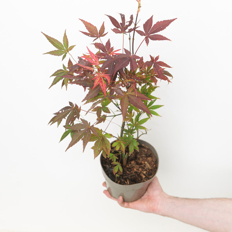 Acer palmatum 'Atropurpureum' Plants - Outdoor GROW TROPICALS