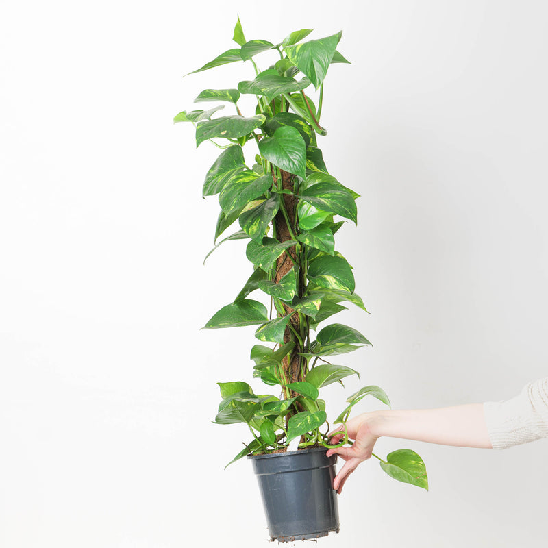 Tall Houseplant Bundle Plant Bundle GrowTropicals