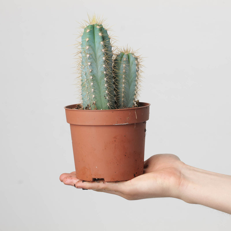Pilosocereus azureus Plants GrowTropicals