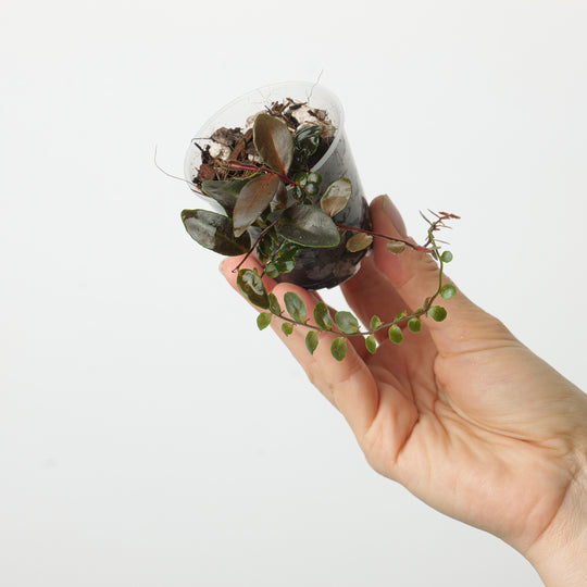 Marcgravia sp. Azrael Plants GrowTropicals