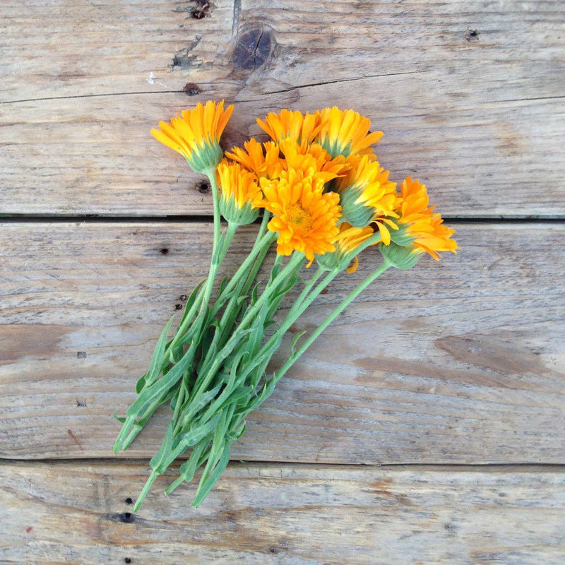 Calendula 'Erfurter Orangefarbige' Seeds — Default Title