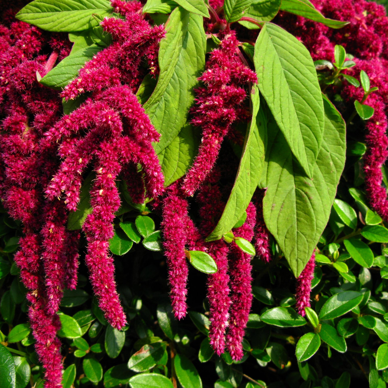Amaranth 'Love Lies Bleeding' Seeds — Default Title