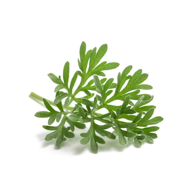 Wormwood (Artemisia absinthium) Seeds — Default Title