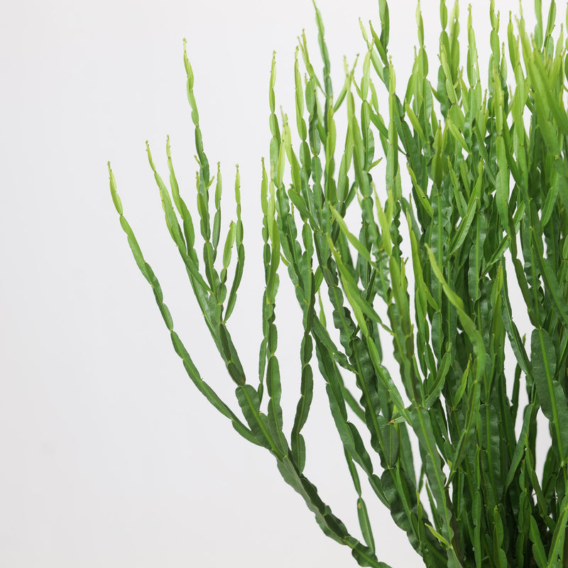 Baccharis trimera Plants - Outdoor GROW TROPICALS