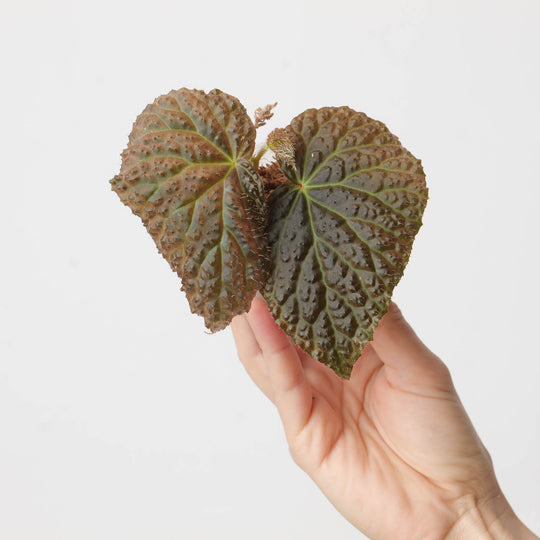 Begonia baik x dracopelta 6cm Plants GrowTropicals