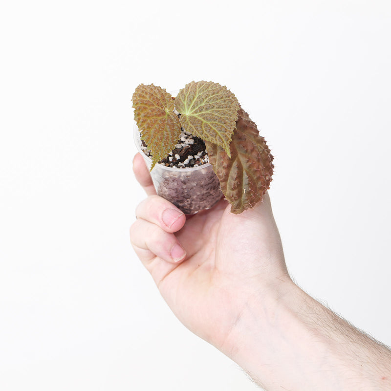 Begonia baik x dracopelta Plants GrowTropicals