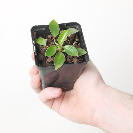 Philodendron bakeri 9cm Plants GrowTropicals