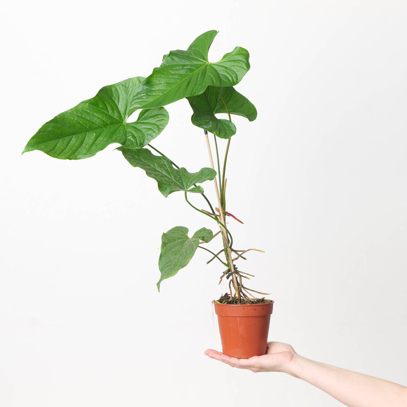 Anthurium balaoanum Plants GrowTropicals
