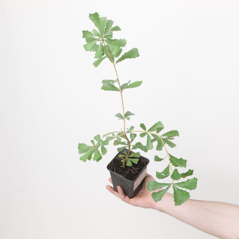 Banksia integrifolia 9cm / 0.5L Plants - Outdoor GROW TROPICALS