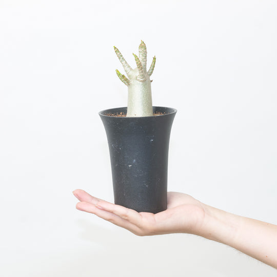 Adenium arabicum 'Baobab' 10cm Plants GrowTropicals
