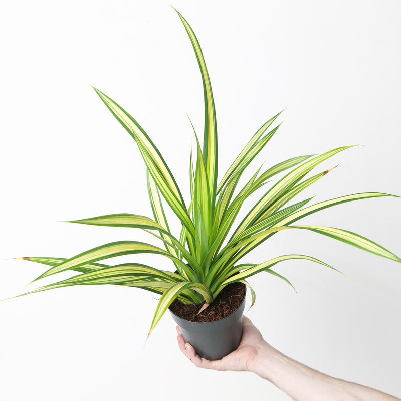 Pandanus baptistii Plants GrowTropicals
