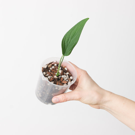 Monstera barrieri 9cm Plants GrowTropicals