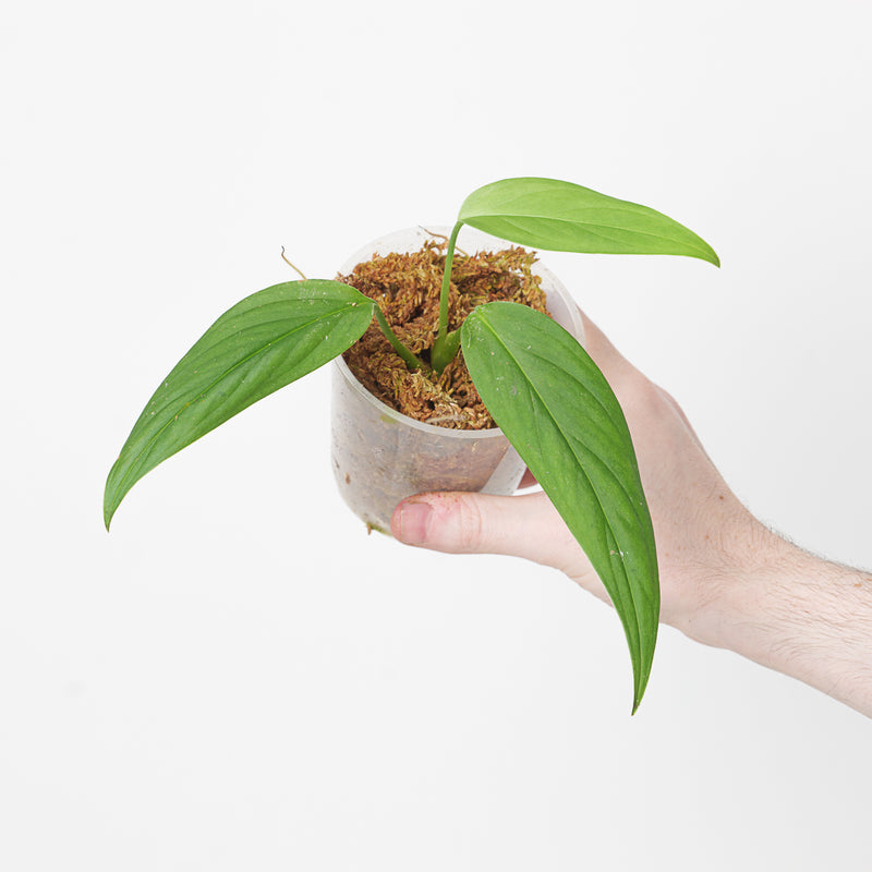 Monstera barrieri Plants GrowTropicals