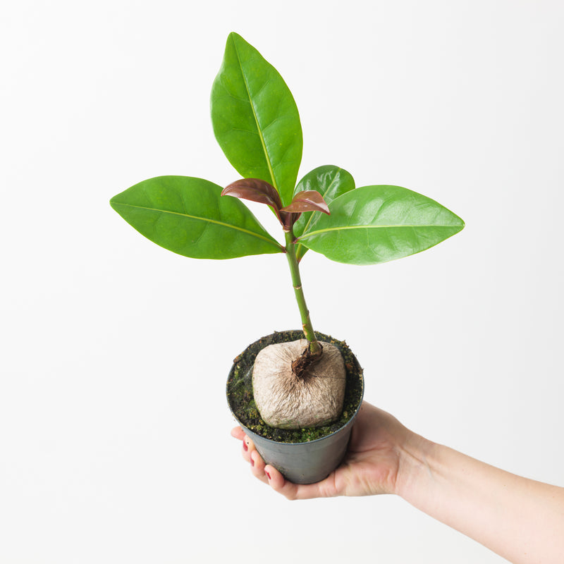 Barringtonia asiatica 12cm Plants GrowTropicals