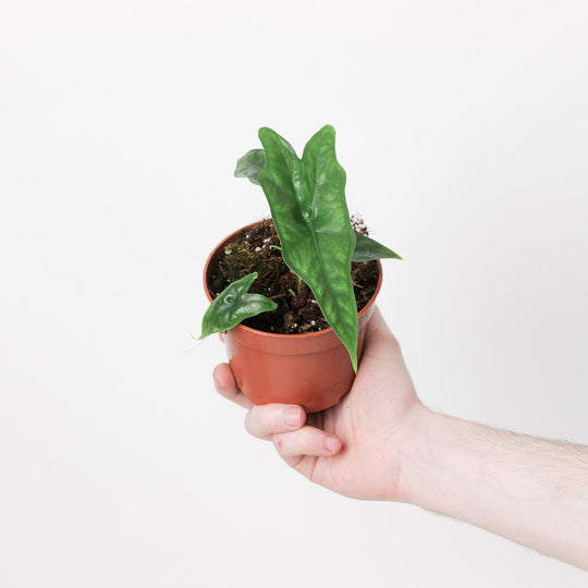 Alocasia nycteris 'Bat Wing' 10.5cm Plants GrowTropicals