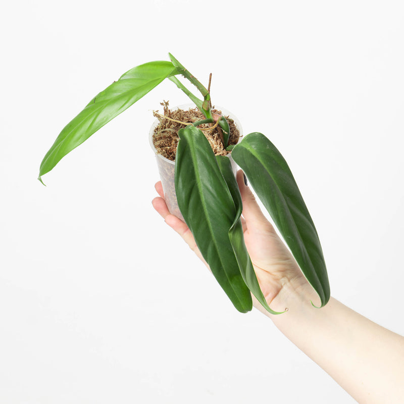 Philodendron baudoense 'Amazonas' Plants GrowTropicals