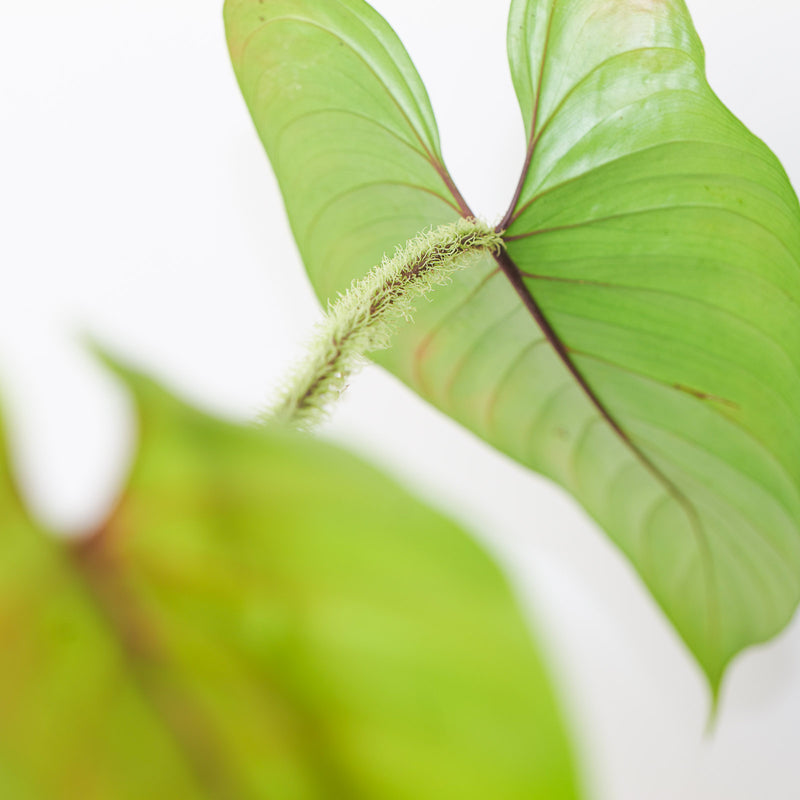 Philodendron bayae Plants GrowTropicals