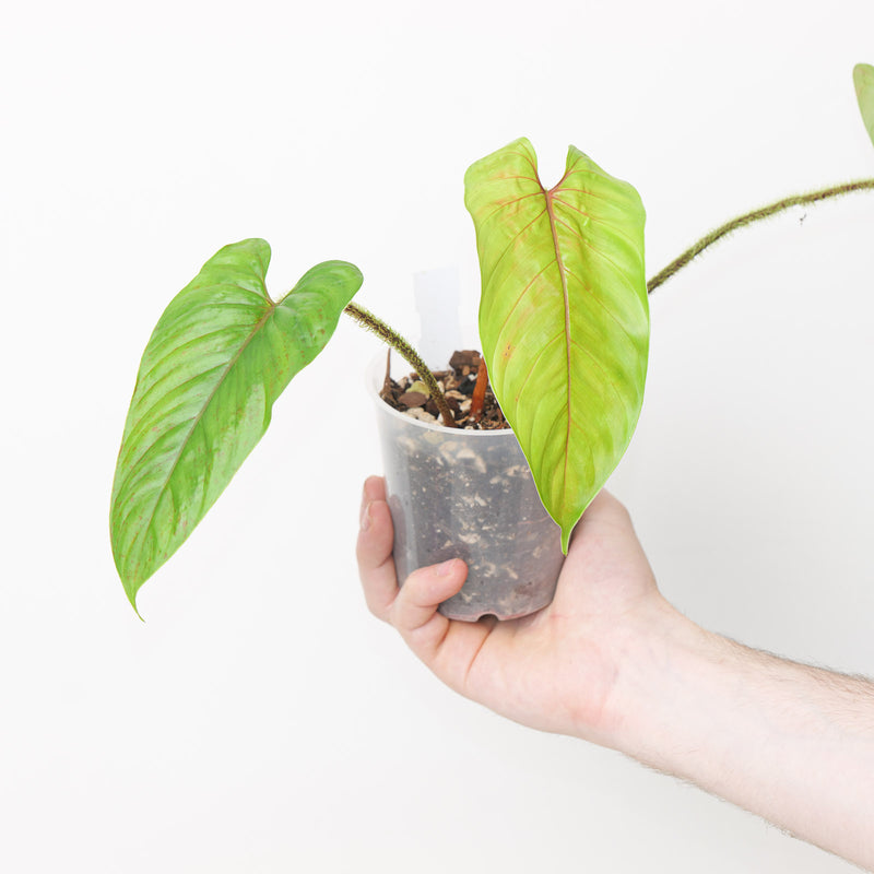 Philodendron bayae Plants GrowTropicals