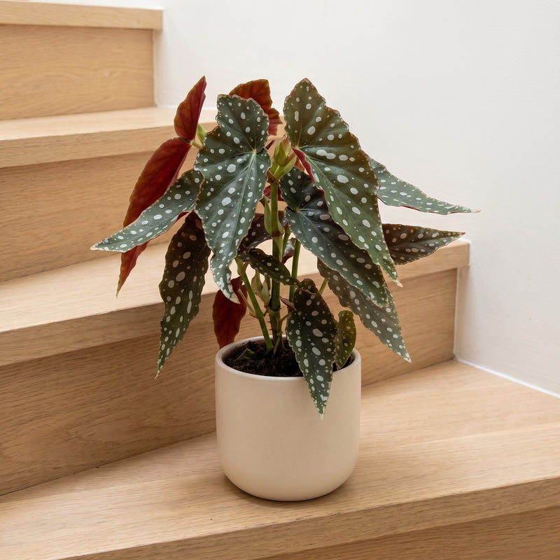 Begonia maculata 'Polka Dot' — 12cm