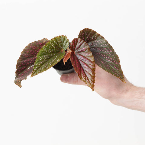 Begonia 'Pink Spot' Plants GrowTropicals