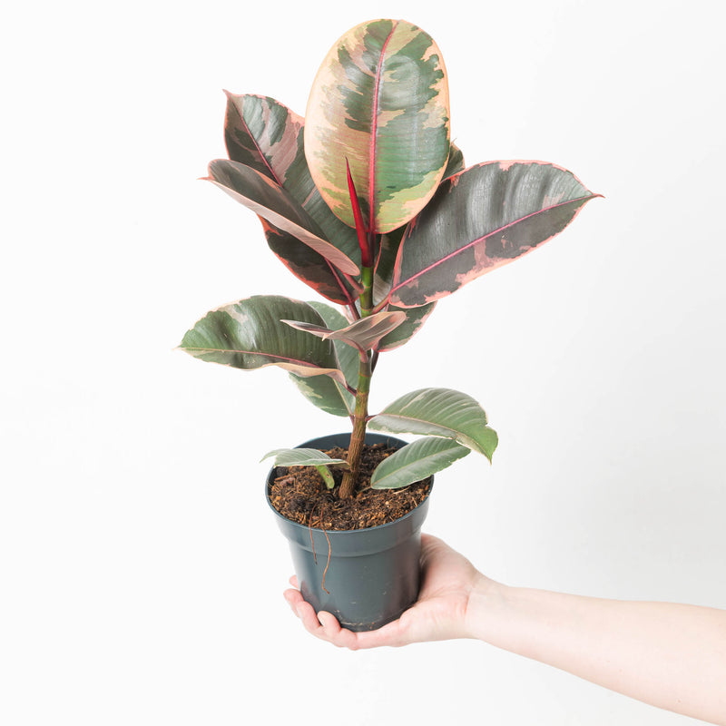 Ficus elastica 'Belize' 14cm Plants GrowTropicals