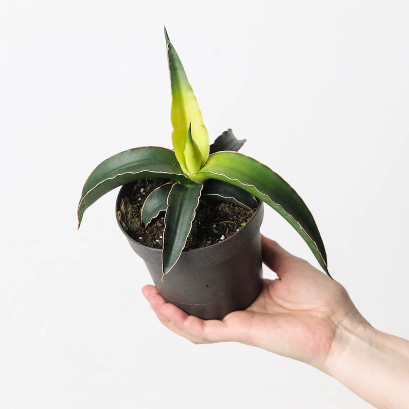 Sansevieria 'Star Canary' Plants GrowTropicals