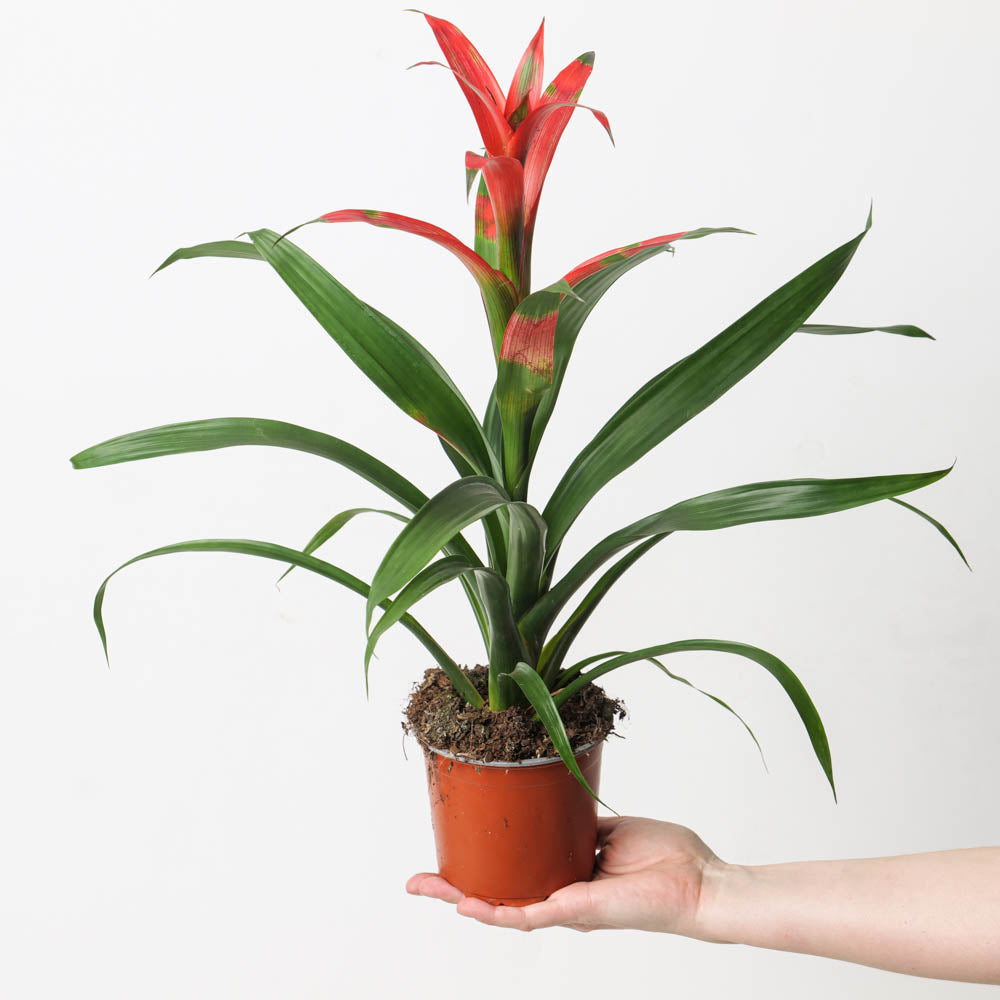 Guzmania wittmackii – GROW TROPICALS