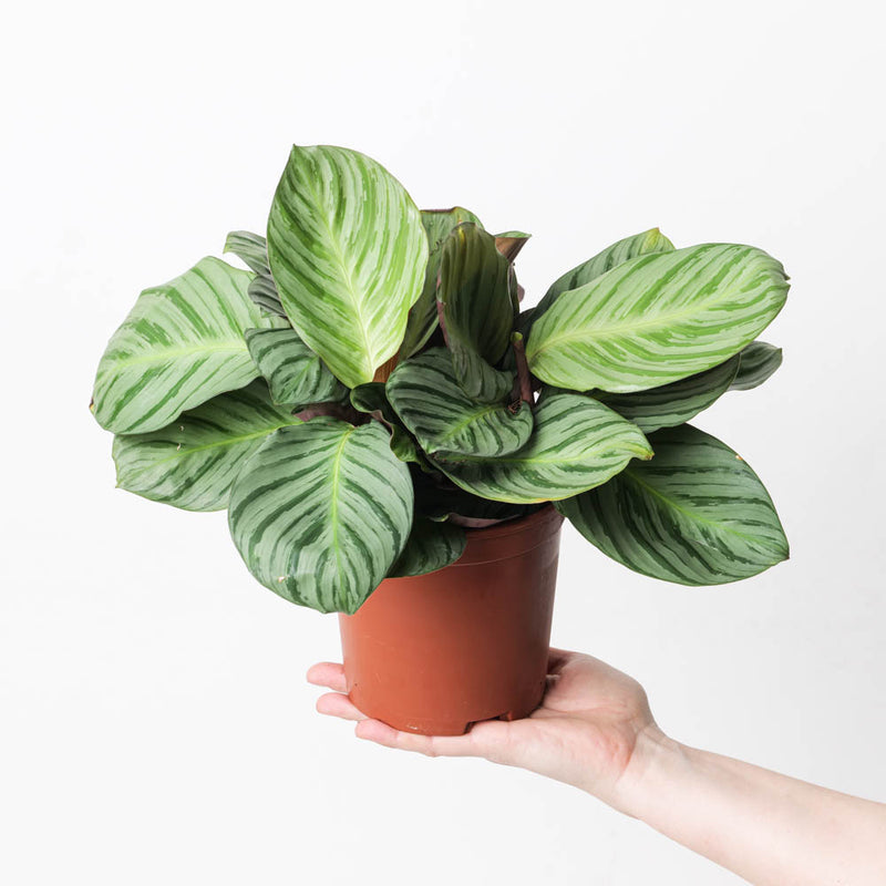 Calathea fucata 14cm Plants GrowTropicals